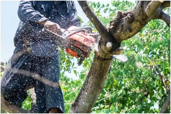 tree services Auburn